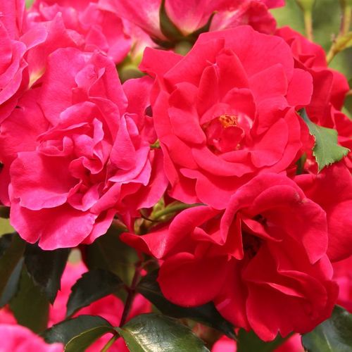 Gärtnerei - Rosa Rotilia® - rot - floribundarosen - diskret duftend - Wilhelm Kordes III. - -